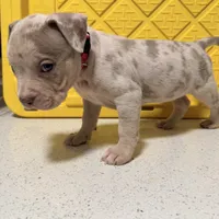Left eye, a female American Bully for sale in Brooklyn, NY – Photo 4 of 6