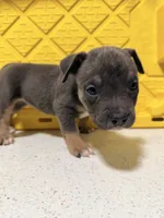 Cinnamon, a female American Bully for sale in Brooklyn, NY – Photo 4 of 4