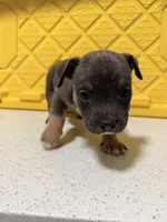 Cinnamon, a female American Bully for sale in Brooklyn, NY – Photo 2 of 4