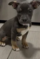 Cinnamon, a female American Bully for sale in Brooklyn, NY – Photo 1 of 4