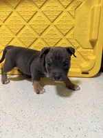 Cinnamon, a female American Bully for sale in Brooklyn, NY – Photo 3 of 4