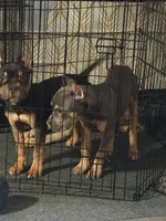 Ezra, a male American Bully for sale in Brooklyn, NY – Photo 2 of 4