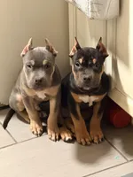 Bentley, a male American Bully for sale in Brooklyn, NY – Photo 3 of 5