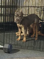 Bentley, a male American Bully for sale in Brooklyn, NY – Photo 2 of 5