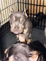 Bentley, a male American Bully for sale in Brooklyn, NY – Photo 4 of 5