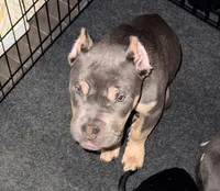 Bentley, a male American Bully for sale in Brooklyn, NY – Photo 1 of 5