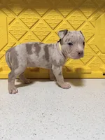 Everest, a female American Bully for sale in Brooklyn, NY – Photo 3 of 4