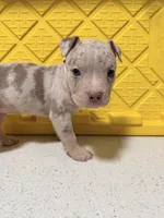 Everest, a female American Bully for sale in Brooklyn, NY – Photo 2 of 4