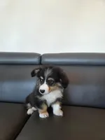 Jax, a male Pembroke Welsh Corgi for sale in Federal Way, WA – Photo 2 of 4