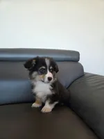 Jax, a male Pembroke Welsh Corgi for sale in Federal Way, WA – Photo 1 of 4