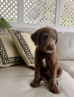 Girl puppy, a female Australian Cattle Dog and Poodle - Standard  for sale in Clearwater, FL – 2 of 7