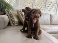 Girl puppy, a female Australian Cattle Dog and Poodle - Standard  for sale in Clearwater, FL – 3 of 7