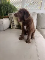 Girl puppy, a female Australian Cattle Dog and Poodle - Standard  for sale in Clearwater, FL – 4 of 7
