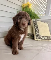 Boy puppy, a male Australian Cattle Dog and Poodle - Standard  for sale in Clearwater, FL – 3 of 10