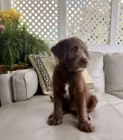Girl puppy, a female Australian Cattle Dog and Poodle - Standard  for sale in Clearwater, FL – 1 of 7