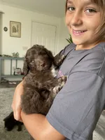 Boy puppy, a male Australian Cattle Dog and Poodle - Standard  for sale in Clearwater, FL – 5 of 10