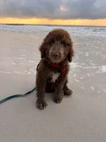 Boy puppy, a male Australian Cattle Dog and Poodle - Standard  for sale in Clearwater, FL – 8 of 10