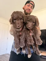 Boy puppy, a male Australian Cattle Dog and Poodle - Standard  for sale in Clearwater, FL – 7 of 10