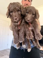Girl puppy, a female Australian Cattle Dog and Poodle - Standard  for sale in Clearwater, FL – 6 of 7