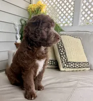 Boy puppy, a male Australian Cattle Dog and Poodle - Standard  for sale in Clearwater, FL – 2 of 10