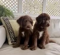 Girl puppy, a female Australian Cattle Dog and Poodle - Standard  for sale in Clearwater, FL – 5 of 7