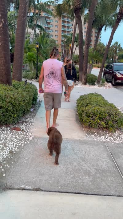 Boy puppy, a male Australian Cattle Dog and Poodle - Standard  for sale in Clearwater, FL – 10 of 10
