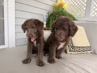 Boy puppy, a male Australian Cattle Dog and Poodle - Standard  for sale in Clearwater, FL – 6 of 10