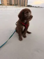 Boy puppy, a male Australian Cattle Dog and Poodle - Standard  for sale in Clearwater, FL – 9 of 10