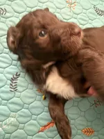 Girl puppy, a female Australian Cattle Dog and Poodle - Standard  for sale in Clearwater, FL – 7 of 7
