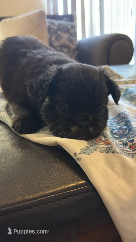 No name  – French Bulldog puppy for sale in Palmdale, CA