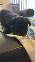 No name , a male French Bulldog for sale in Palmdale, CA – 1 of 1
