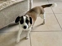 CJ, a male Rat Terrier and Chihuahua for sale in Rancho Cucamonga, CA – 3 of 3