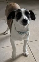 CJ, a male Rat Terrier and Chihuahua for sale in Rancho Cucamonga, CA – 2 of 3