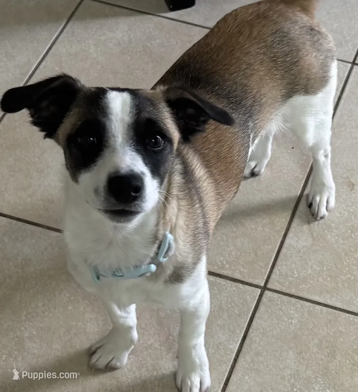 CJ – Rat Terrier, Chihuahua puppy for sale in Rancho Cucamonga, CA