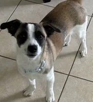CJ, a male Rat Terrier and Chihuahua for sale in Rancho Cucamonga, CA – 1 of 3