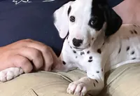 Patch , a female Dalmatian for sale in Vincent, AL – Photo 3 of 3