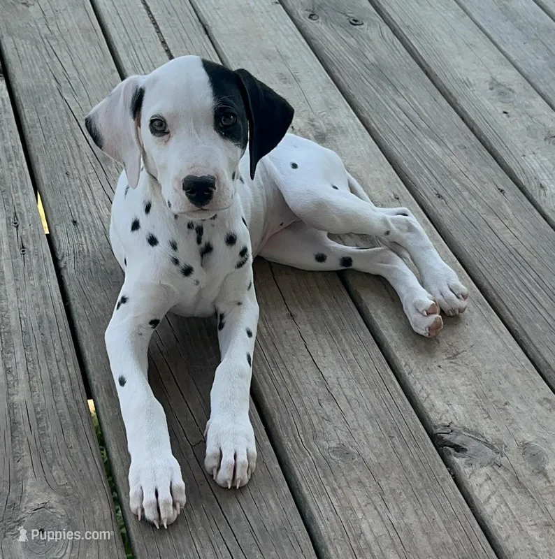 Patch  – Dalmatian puppy for sale in Vincent, AL