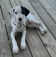 Patch , a female Dalmatian for sale in Vincent, AL – Photo 1 of 3