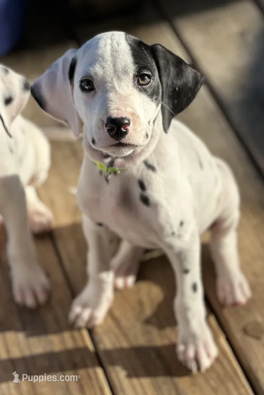 Patch  – Dalmatian puppy for sale in Vincent, AL