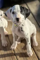 Patch , a female Dalmatian for sale in Vincent, AL – Photo 2 of 3