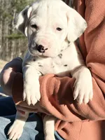 processed/a66cc0df-4409-4253-bdf4-58bc92d29d89/listing/4da2efa9-524a-4c92-853b-8a4093bfb7fd/8be8427e-c2da-4e23-a60a-e3083f81e635