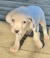 Pongo, a male Dalmatian for sale in Vincent, AL – Photo 1 of 4