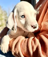 Pongo, a male Dalmatian for sale in Vincent, AL – Photo 4 of 4