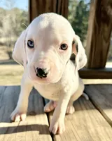 Pongo, a male Dalmatian for sale in Vincent, AL – Photo 2 of 4