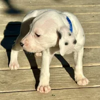Pongo, a male Dalmatian for sale in Vincent, AL – Photo 3 of 4