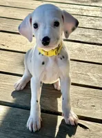 Belle , a female Dalmatian for sale in Vincent, AL – Photo 3 of 5