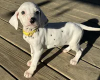 Belle , a female Dalmatian for sale in Vincent, AL – Photo 5 of 5
