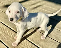 Belle , a female Dalmatian for sale in Vincent, AL – Photo 4 of 5