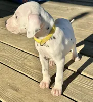 Belle , a female Dalmatian for sale in Vincent, AL – Photo 2 of 5
