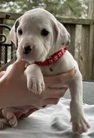 processed/a66cc0df-4409-4253-bdf4-58bc92d29d89/listing/b31273bb-6c38-48cc-a070-efb4a49f907d/73ebafed-0831-4bb8-b8a3-ed2e9b1cc360